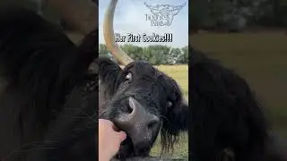 🍪Cookie Time!!🍪 #highland #cow #cookies #farming #farm #cows #love #beautiful #best #animals