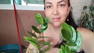 Zamioculca zamifolia , dicas e reprodução da planta. Como multiplicar?