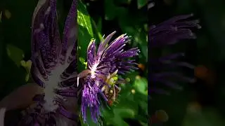 Watch flower 😱 Cinematography  📲 | 4k 60fps #shorts