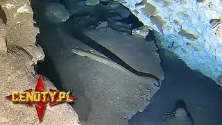 Goa'uld in cenote - cave diving in Mexico