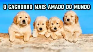 O CACHORRO MAIS DESEJADO DO MUNDO - Você Já Sabia?
