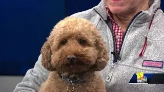 Pet Questions: Suggestions for trimming dog's nails