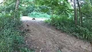 Mother Turkey and Her Babies | Wild Turkey Family in Nature