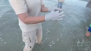 Baby sea turtle hatchlings make their way to the Gulf of Mexico for first time on Padre Island
