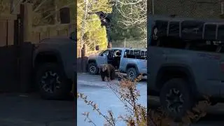 A large bear locked itself in my truck🤣 #bear #wow #car #funny #goviral #shorts