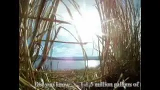 Wetlands as a solution to pollution