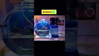 #Seamonkey / #Aquadragons #tankupgrade - project tank upgrade a success 🙌  #micropets #artemia #fyp