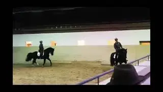⚜️⚜️⚜️ Moritzburger Schweres Warmblut Zucht Hengst MAJOR von MYLORD