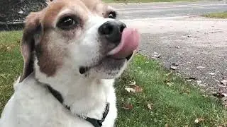 Chill dog vibes 