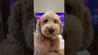 They always know #dog #goldendoodle