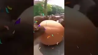 how capybara celebrate birthdays