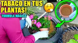 🚬 ¿EL TABACO es MALO para tus plantas? ❌Fungicida, Insecticida y Abono