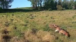 Beagle Harrier Giovanotti in addestramento