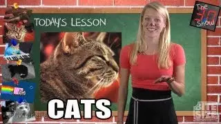 Famous Internet Cats!! - The 3.0 Show