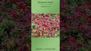 Дерен шведский