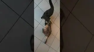combat de chat 🐱 ! IMPRESSIONNANT