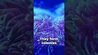 Coral Conundrum: Animal, Plant or Rock