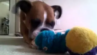 Clyde with his new Kong Squiggles