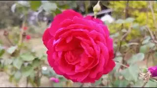 Surah Rahman | Episode 002_ by Qari Nadeem Yousaf |&nbsp;سورة الرحمن 55 | Beautiful recitation|