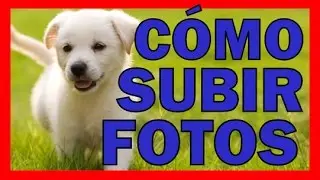 Como SUBIR FOTO a GOOGLE IMAGENES Desde PC para Buscarla Online 2025