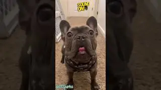 Tongue Tactics😂 #dog #fypシ゚ #shorts #foryou #funny #comedy #pets #frenchbulldog