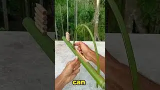 Crafting a Stunning Bamboo Weapon @Bambooidea #shorts #bamboocraft  #weapondesign #diy #DIYWeapon