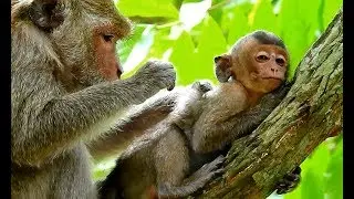 Lori So Sad ! Poor Baby Lori hopeless| Old mother so weak no give milk-Lori got groom by Dolly.