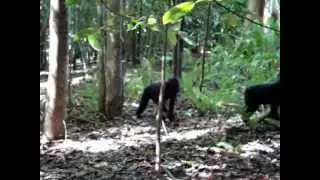 Black Macaca nigra Tangkoko Nature Reserve