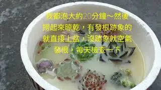 無根肉，入盆前泡澡殺菌