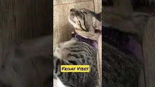 Who Can Relate? Bali cat at the end of a tough week 😻#shorts #video #bali #cat