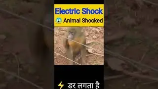 Animal Getting Shocked By Electric Fence | Animal Electric Shock | Electric Shock Monkey