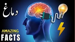 Amazing Facts about Human Brain in Hindi & Urdu | Amazing Brain Facts