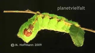 Raupe des Augenspinners Antheraea frithi, silkmoth caterpillar