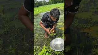 bamboo fishing technique #amazing #fishing #fish #youtubeshorts