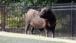 Escaped Bulls Captured After Hours Long Standoff