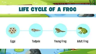 Life Cycle of a Frog | Science for Children | Cute Owl Edu | @yashpatwardhan