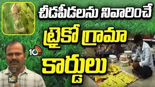 చీడపీడలను నివారించే ట్రైకో గ్రామా కార్డులు | Trichogramma Cards for Pest Control | Natural Farming