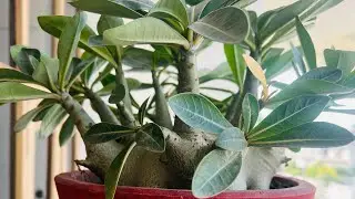 Adenium plant Rambo price 2200 with postag including#viralvideo#shortsvideo#Patiala New Gardening🙏