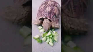 feeding cucumber to turtle 🐢🐢🥒🥒#shorts #viral #turtle #cucumber