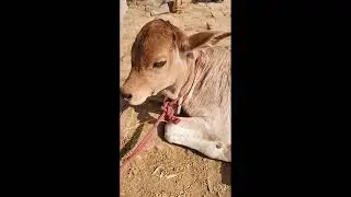 Hamari pyari Si Gori#cute #YouTube viral #growth#trending#explore page 👍✅🙏💯🧿