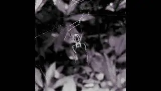 Dismania (demo)