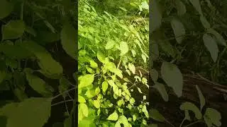 How to Identify Jewelweed #plants #plantidentification #