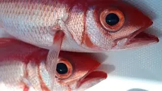 CATFISH, SNAPPER, LIONFISH taste test!!!! shocking results!!!