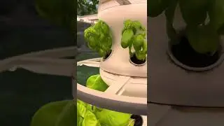 Fresh Food Grown Indoors Year Round #lettucegrow