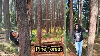 Pine forest/