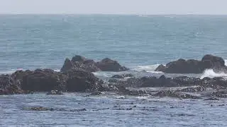 Seals in slow motion at Lizard Point, Cornwall