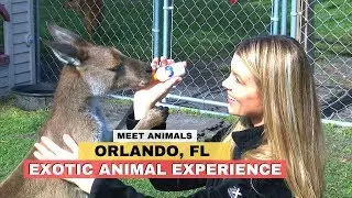 Exotic Animal Encounter Orlando, Florida