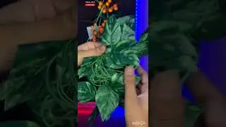 money Plants Bail for Home decoration Flowers 2 meter review|| #moneyplant