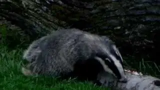 BadgerWatch