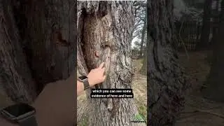 Tree Showing Signs of Wood Borer - Is It Worth Saving?